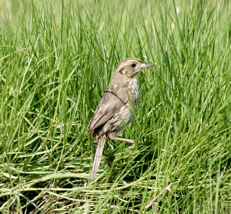 Saltmarsh Sparrow - Adrien C