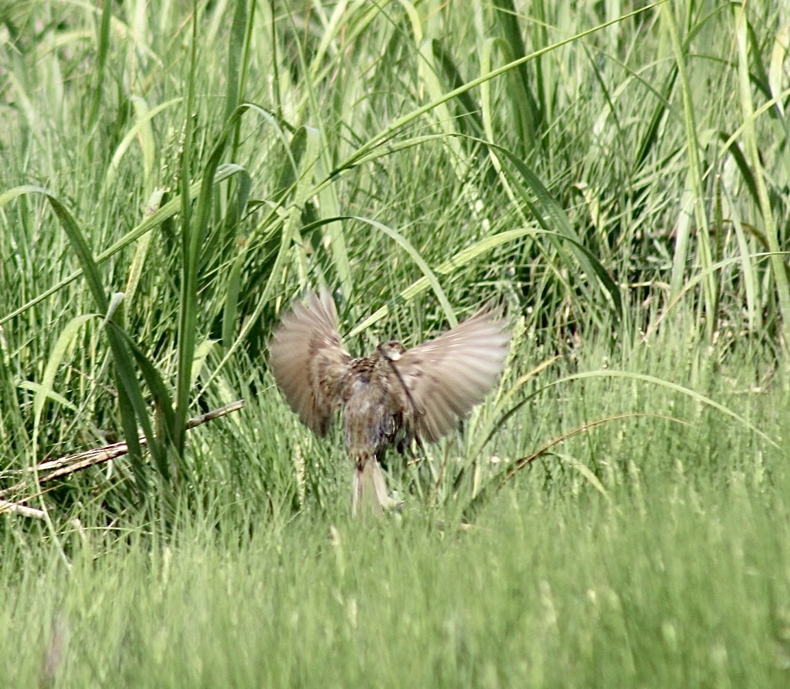 Bruant à queue aiguë - ML601281451