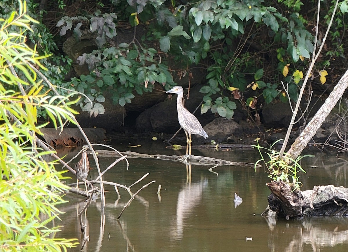 Yellow-crowned Night Heron - ML601281771