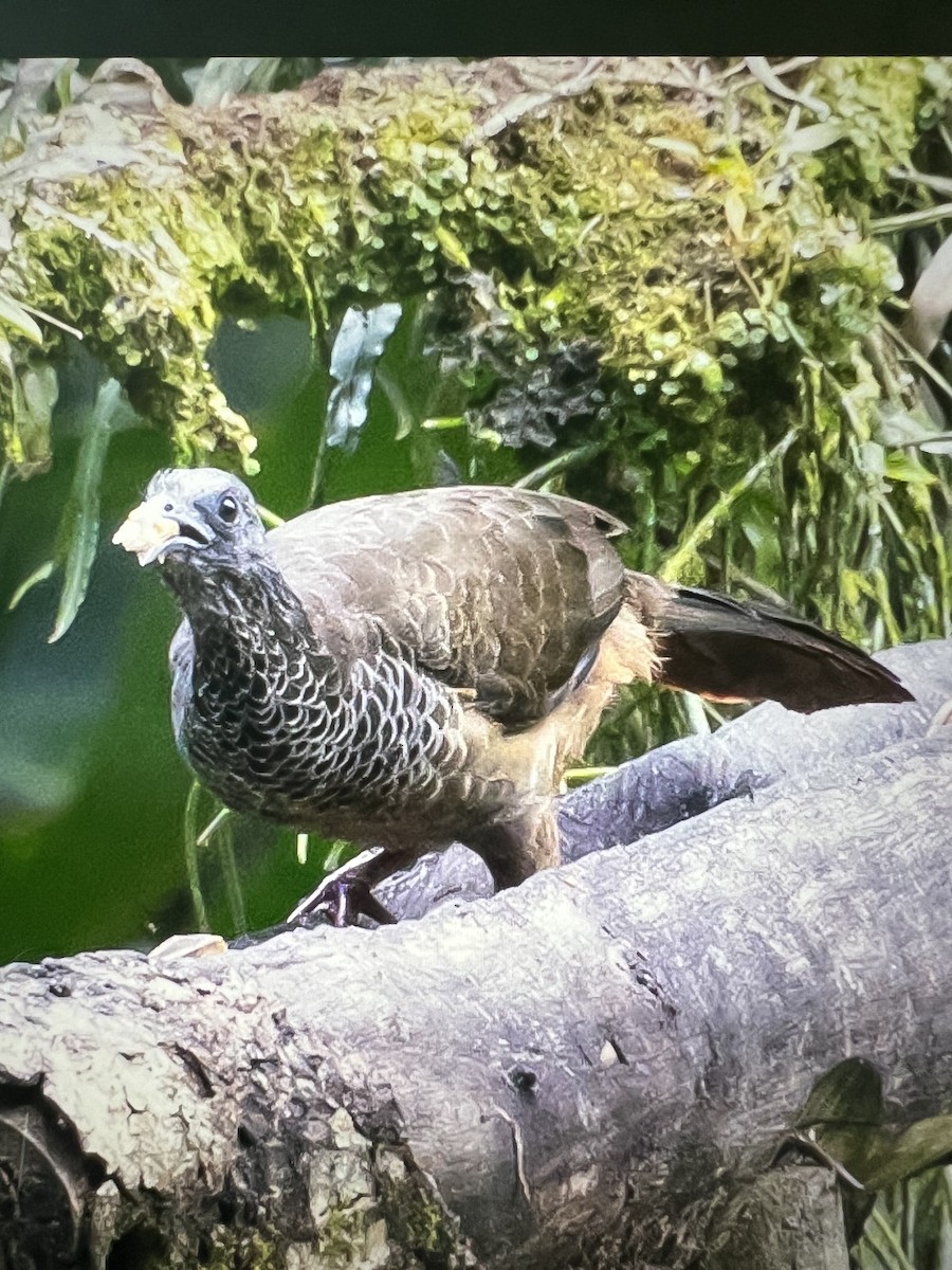 Chachalaca Colombiana - ML601283241