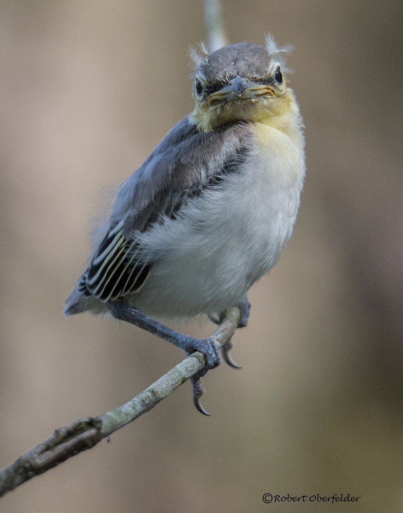 Yellow-throated Vireo - ML60128351