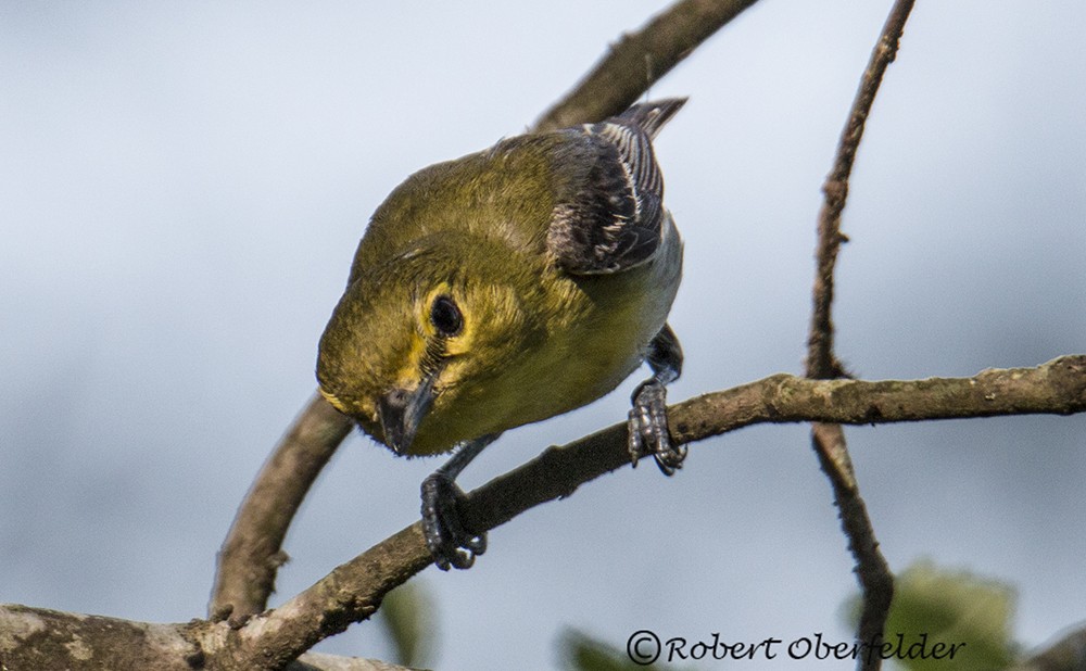 Yellow-throated Vireo - ML60128361