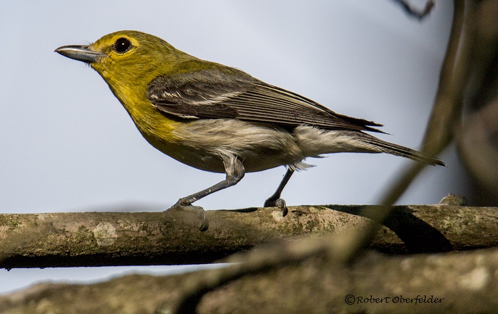 Yellow-throated Vireo - ML60128371