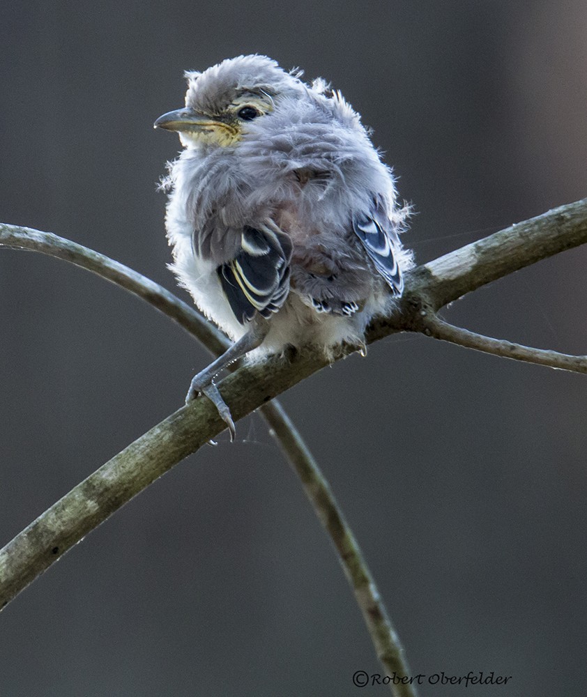 Yellow-throated Vireo - ML60128381