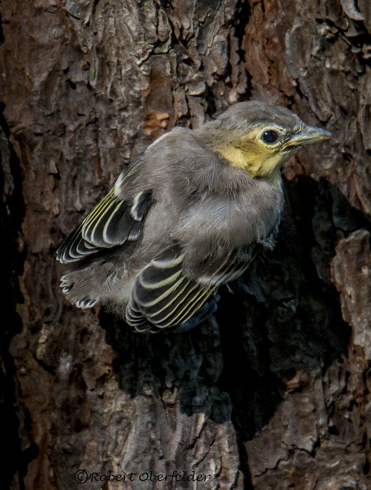 Yellow-throated Vireo - ML60128391