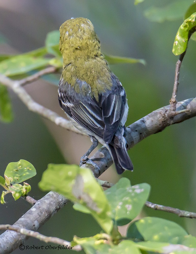 Yellow-throated Vireo - ML60128401