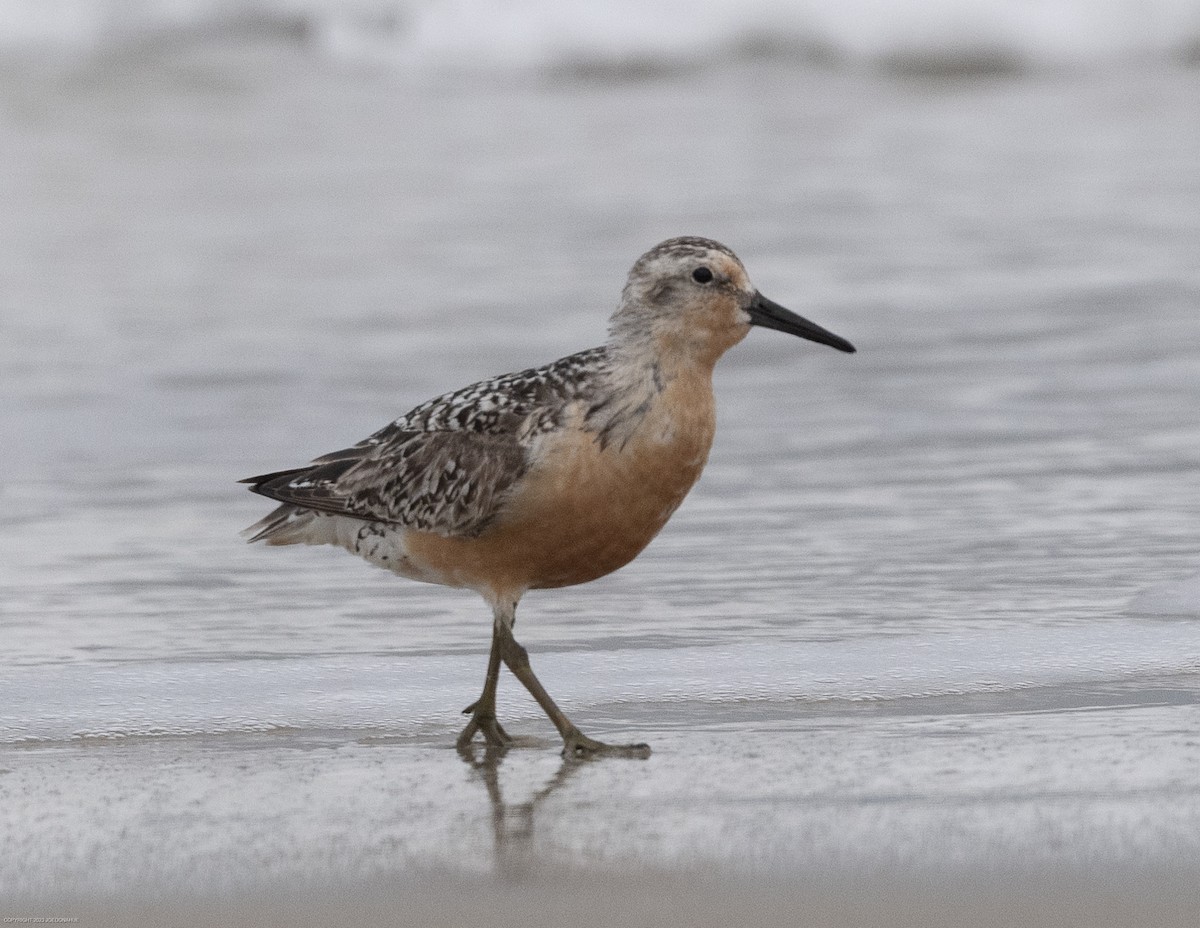 Red Knot - Joe Donahue