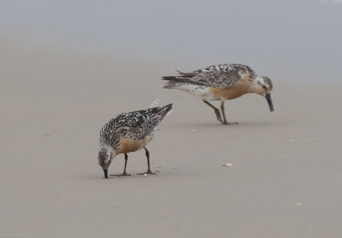 Red Knot - ML601284201