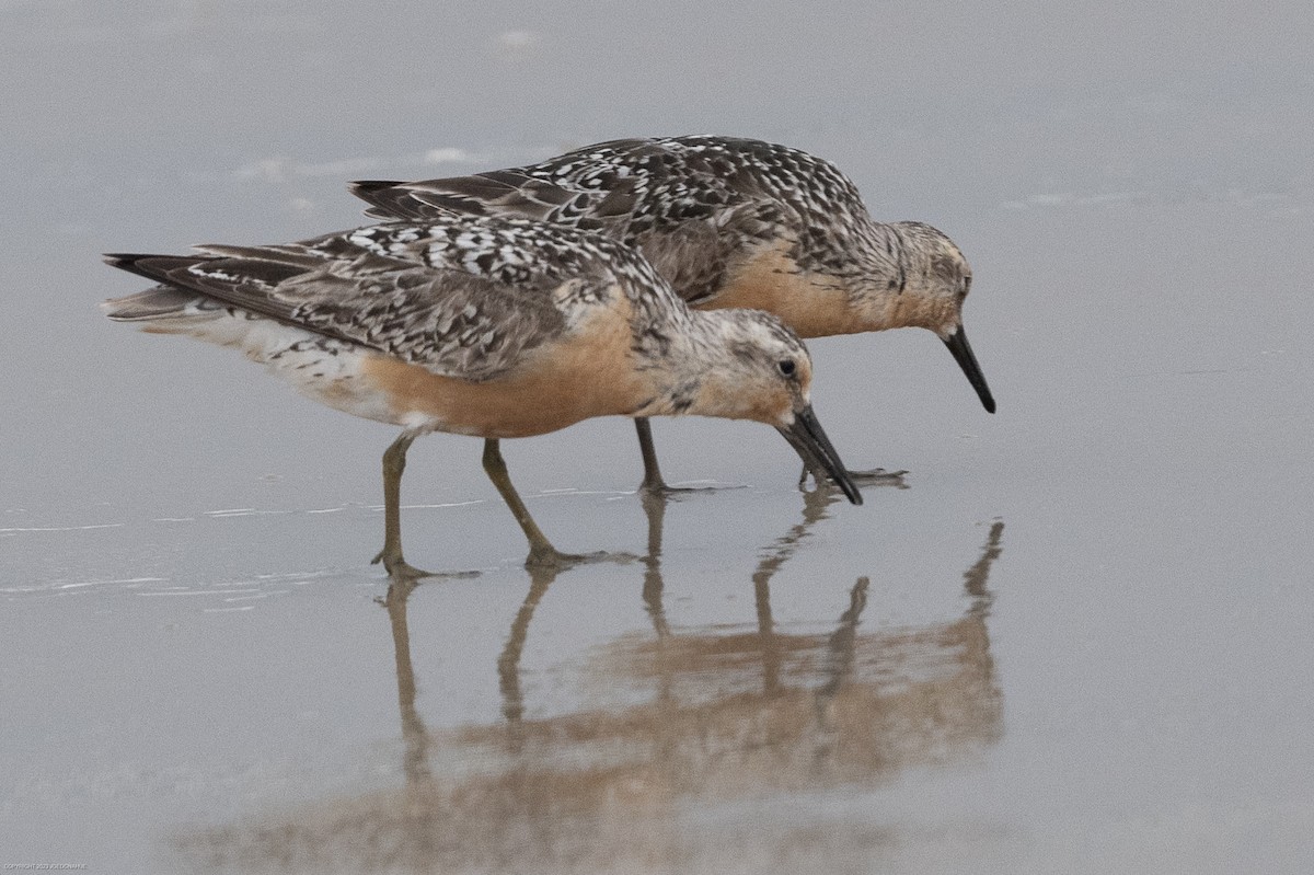 Red Knot - Joe Donahue