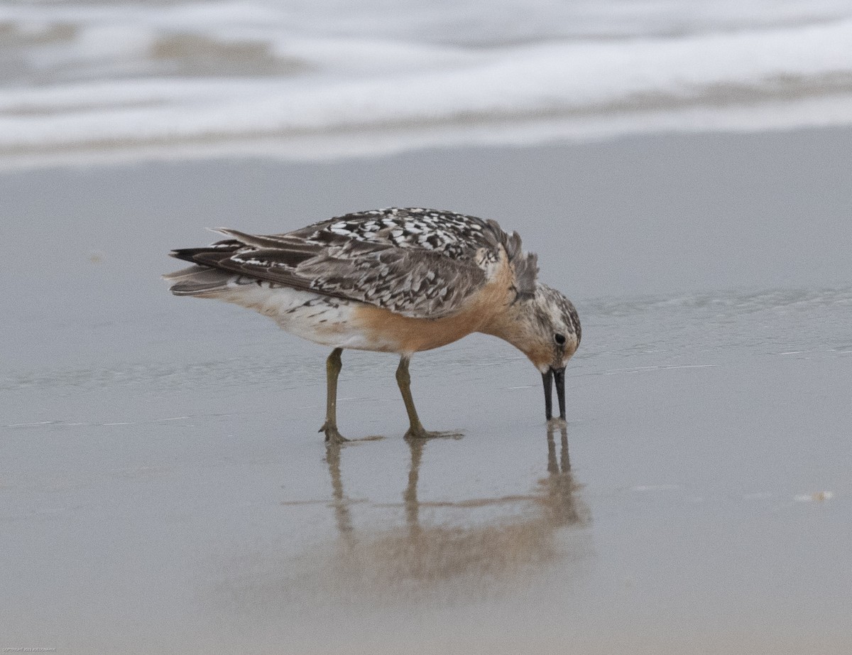 Red Knot - Joe Donahue