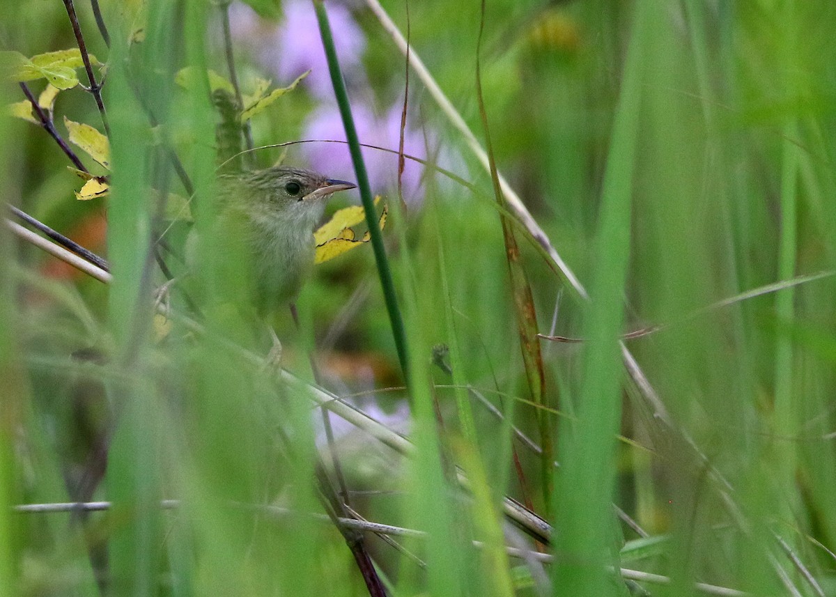 Sedge Wren - Bruce Arnold