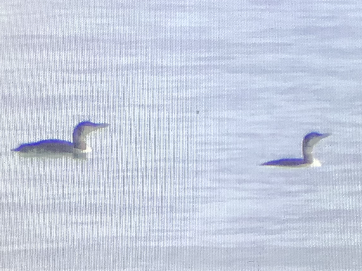 Yellow-billed Loon - ML601285331