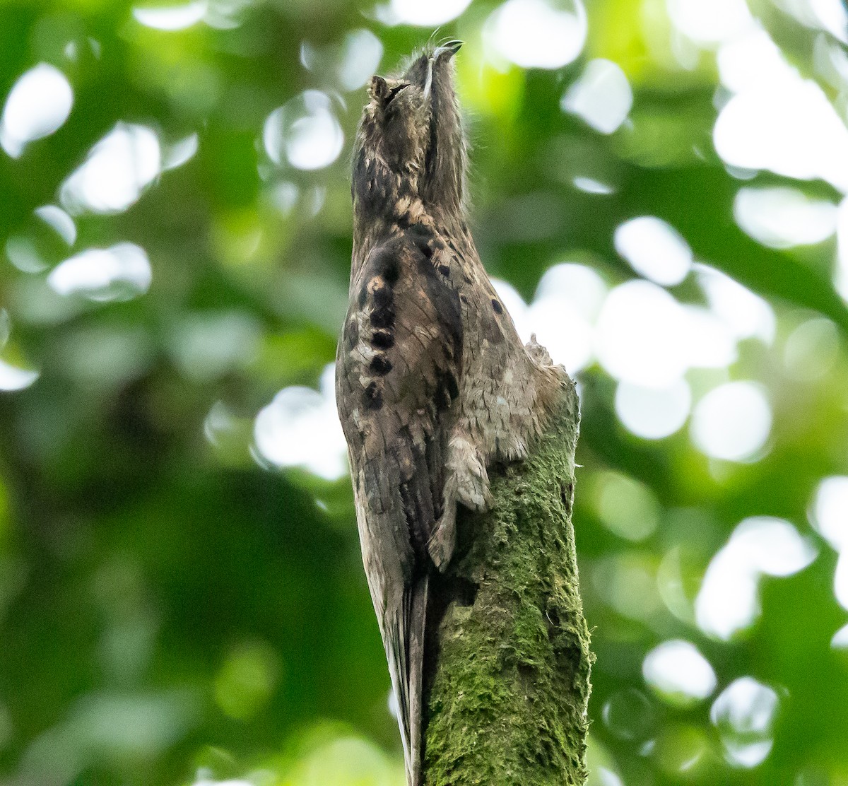 Common Potoo - Beatriz Hernandez