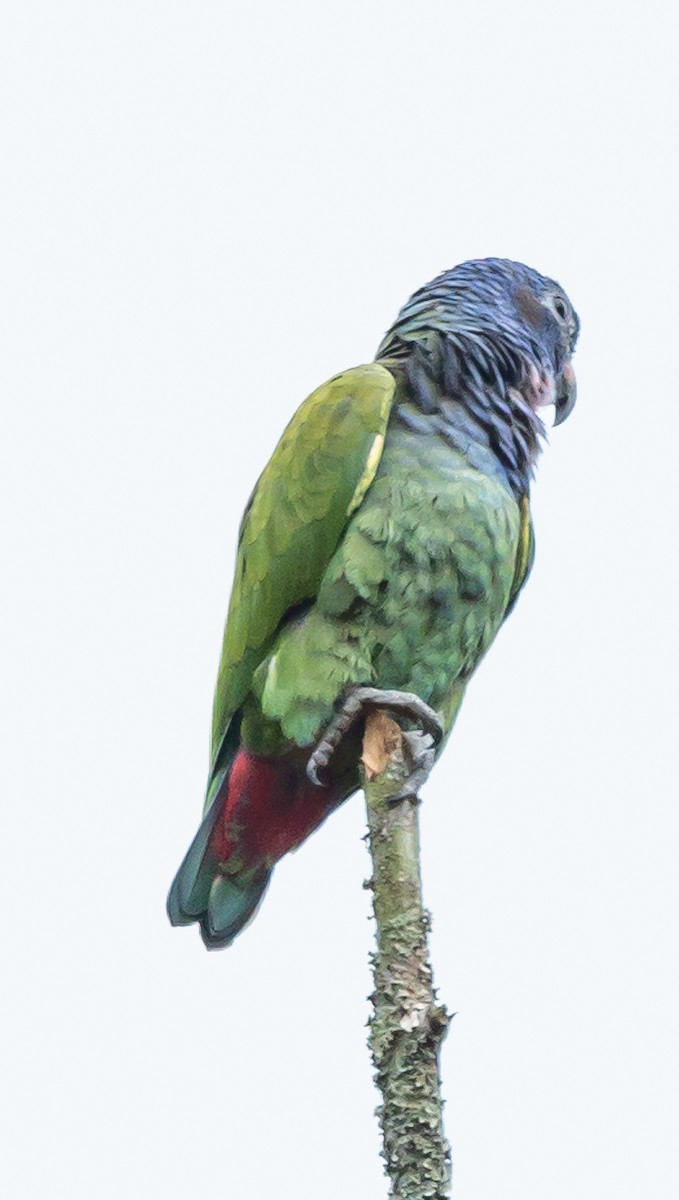 Blue-headed Parrot - Beatriz Hernandez