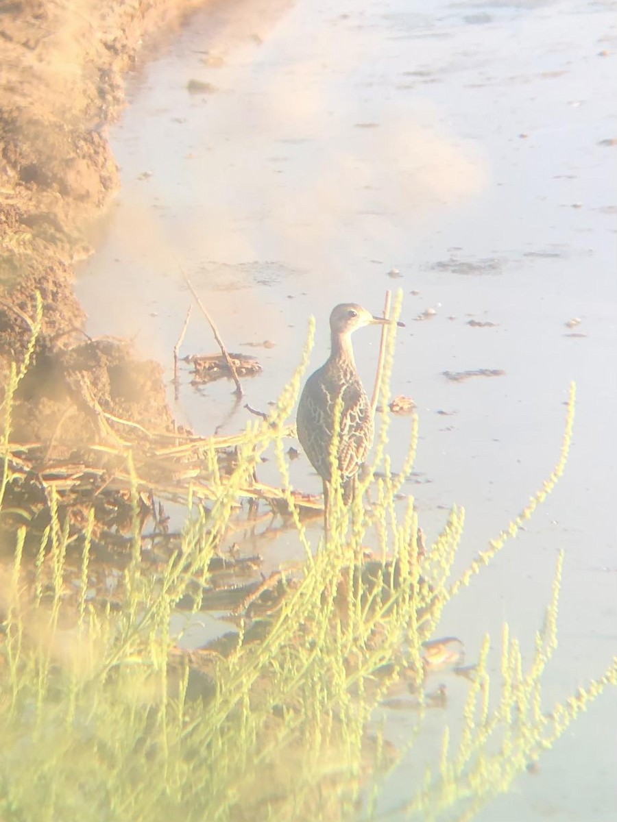 Upland Sandpiper - ML601290181