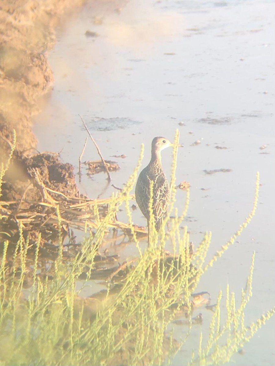 Upland Sandpiper - ML601290201