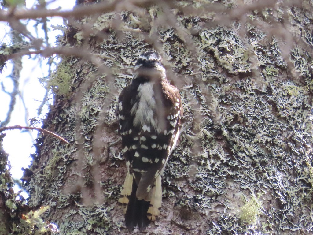 Downy Woodpecker - ML601290351