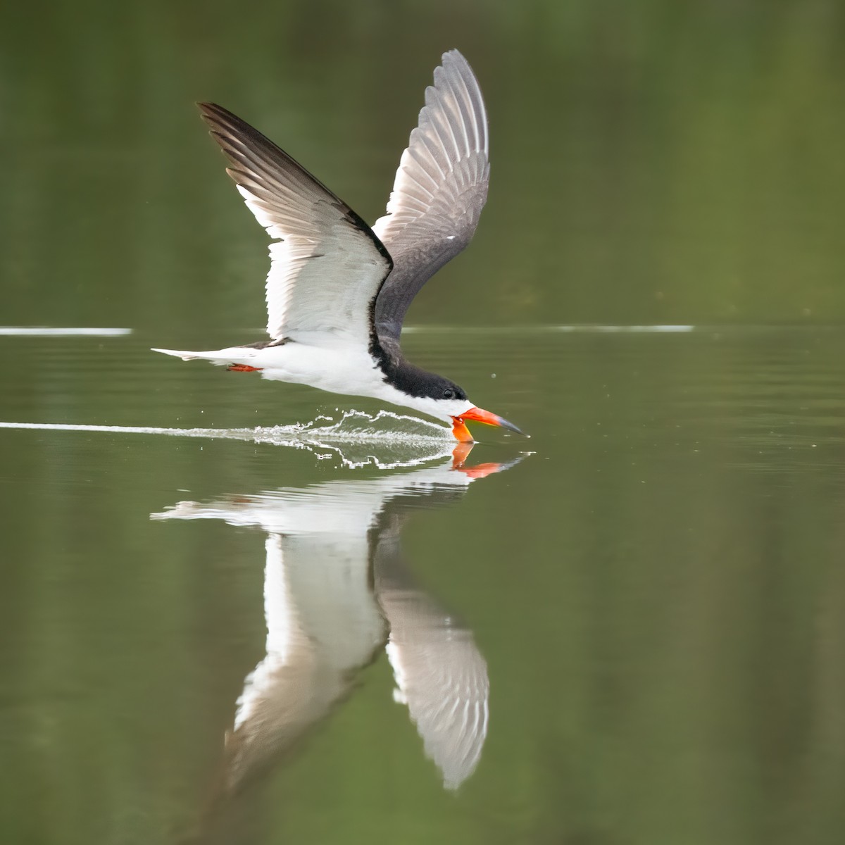 Black Skimmer - ML601291071