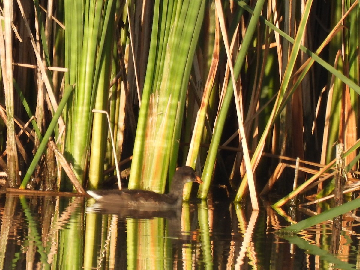 Common Gallinule - ML601291621