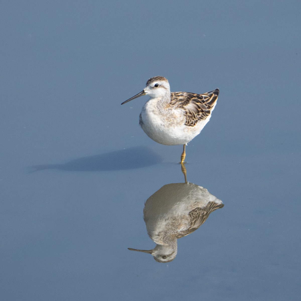 Wilson's Phalarope - Lynzie Flynn