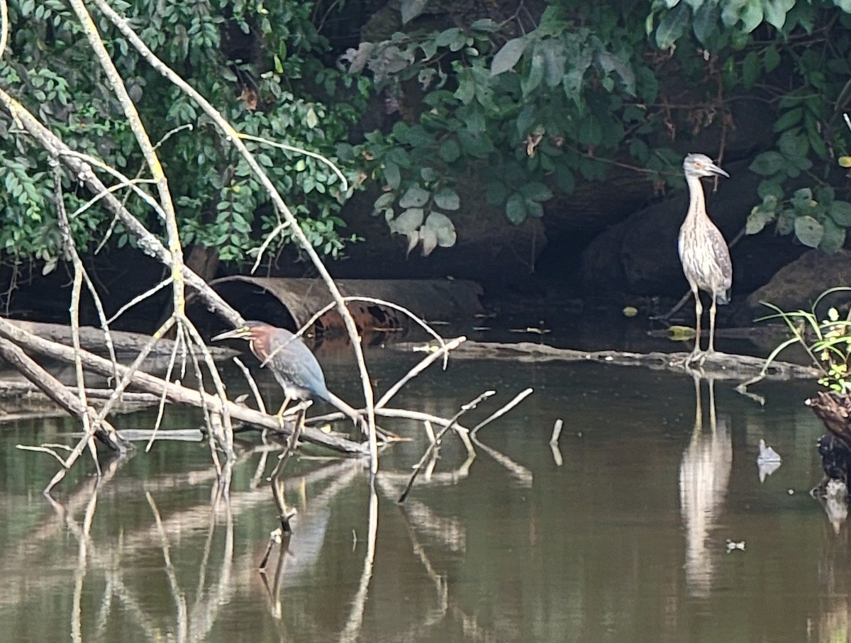 Green Heron - ML601292471