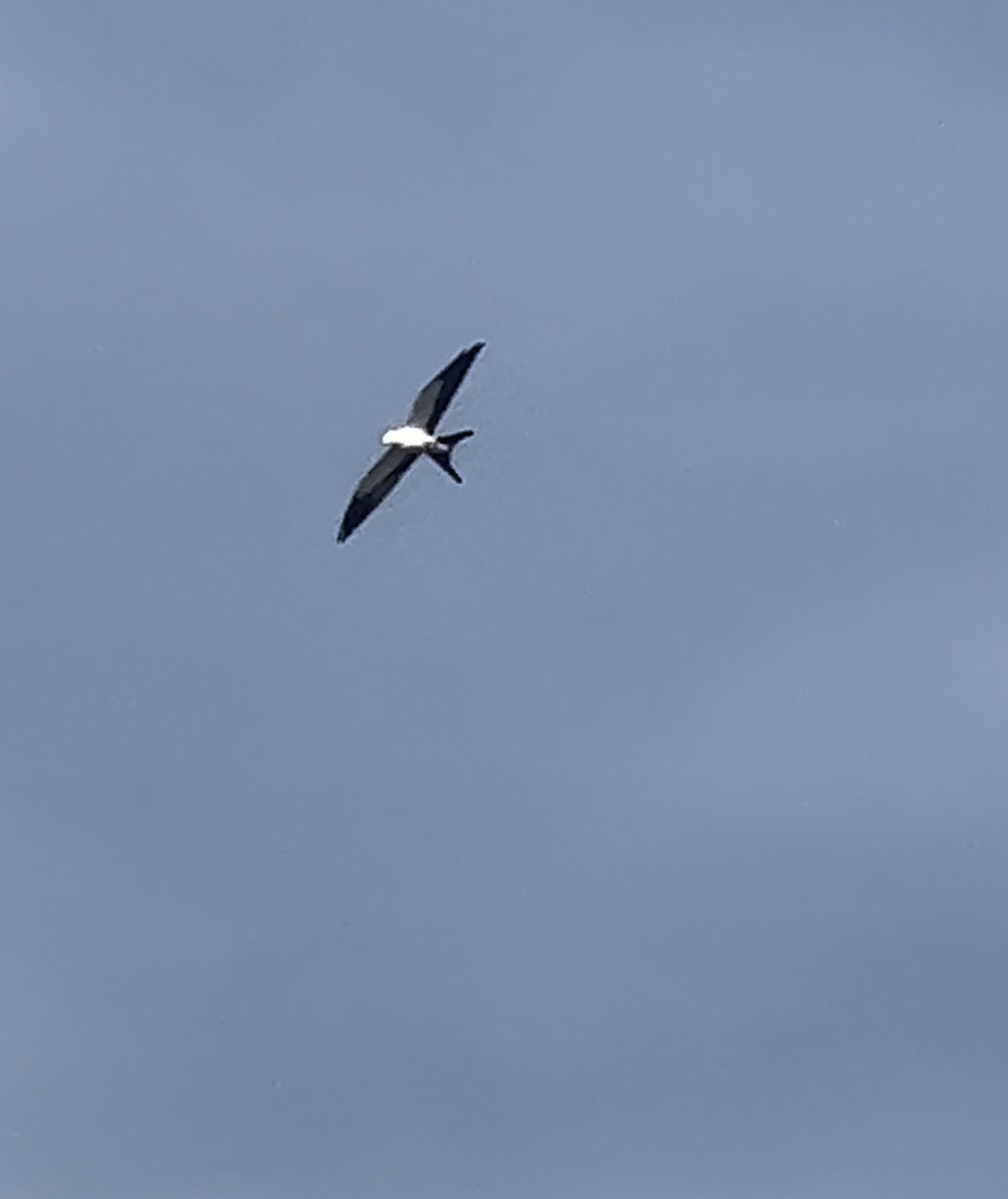 Swallow-tailed Kite - ML601294271