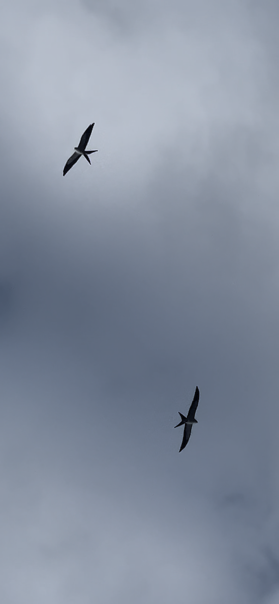 Swallow-tailed Kite - ML601294291