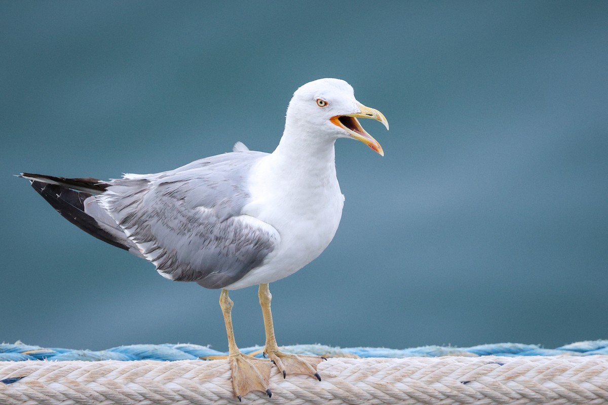 Yellow-legged Gull - ML601294421