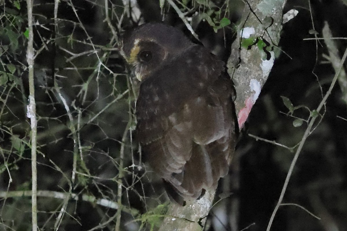 Mottled Owl (Atlantic Forest) - ML601294701