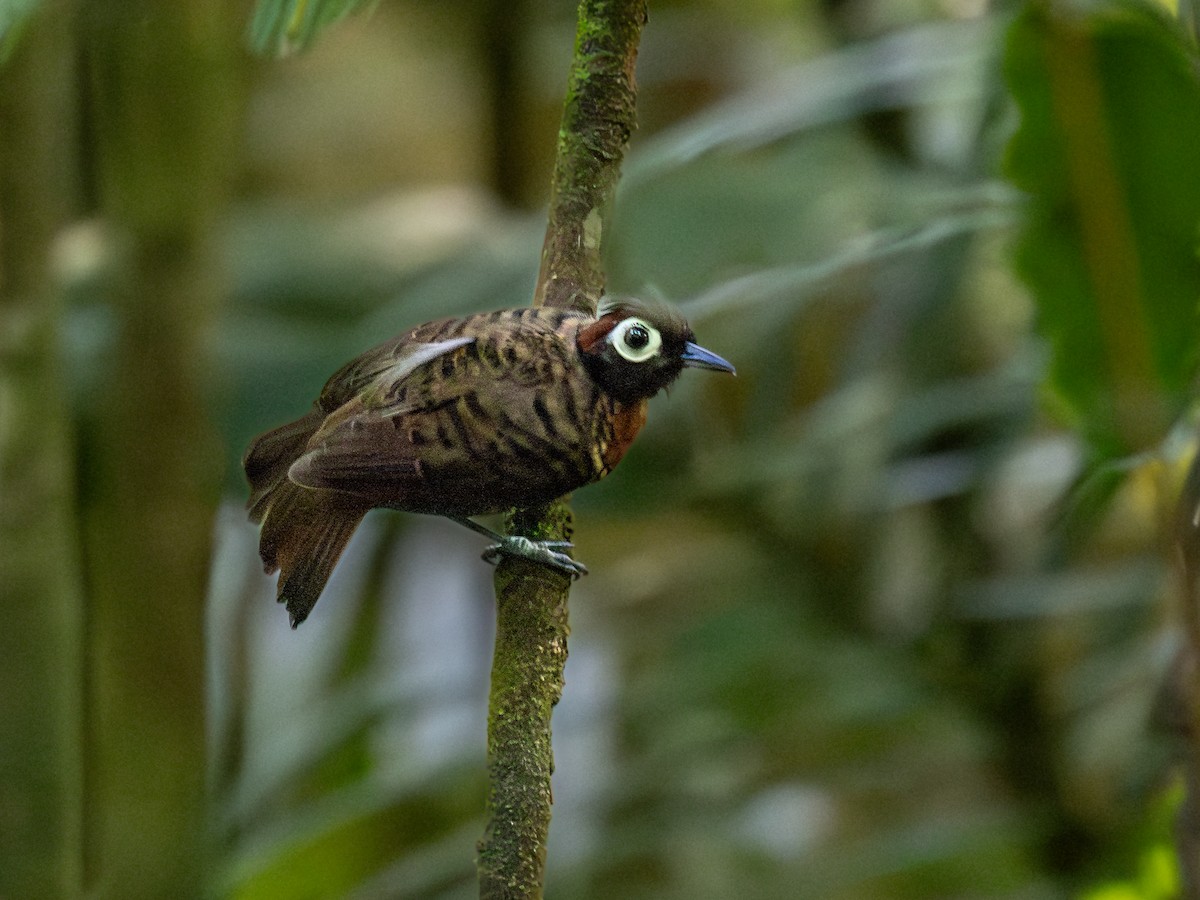 Harlequin Antbird - Héctor Bottai