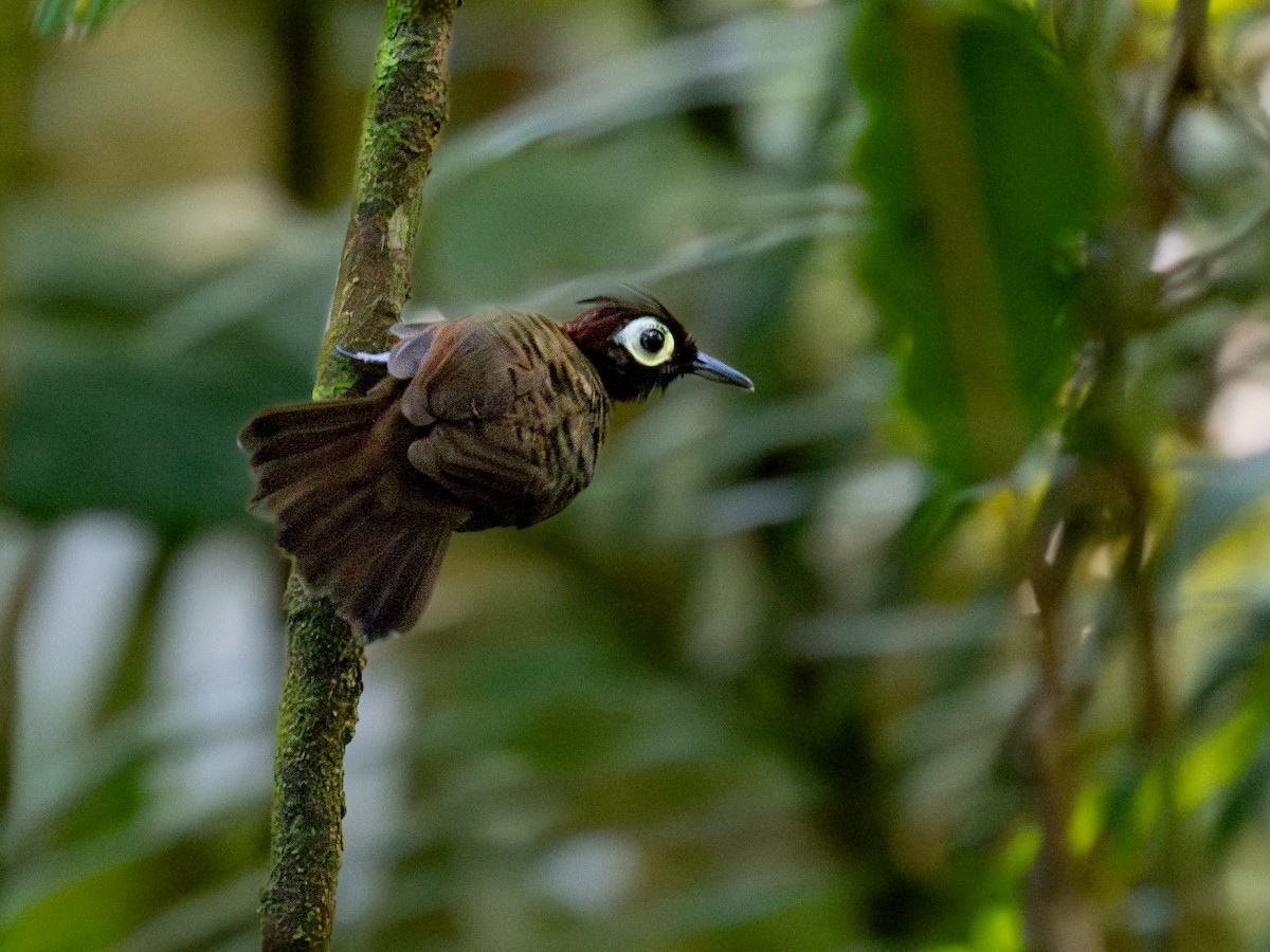 Harlequin Antbird - ML601295741