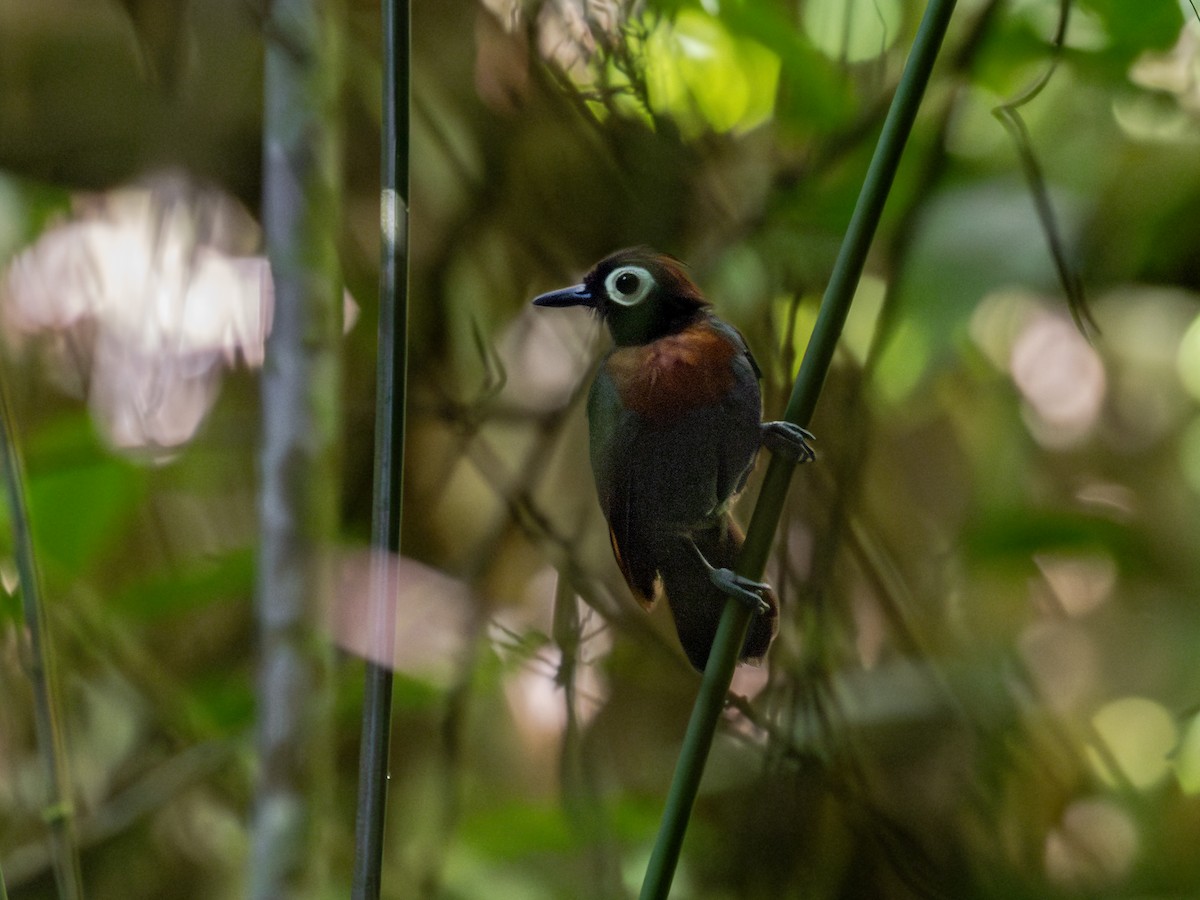 Harlequin Antbird - ML601295751