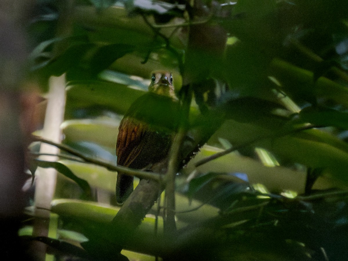 Pale-faced Bare-eye - Héctor Bottai