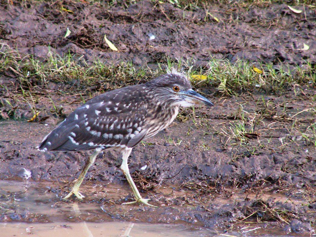Black-crowned Night Heron - ML601298071