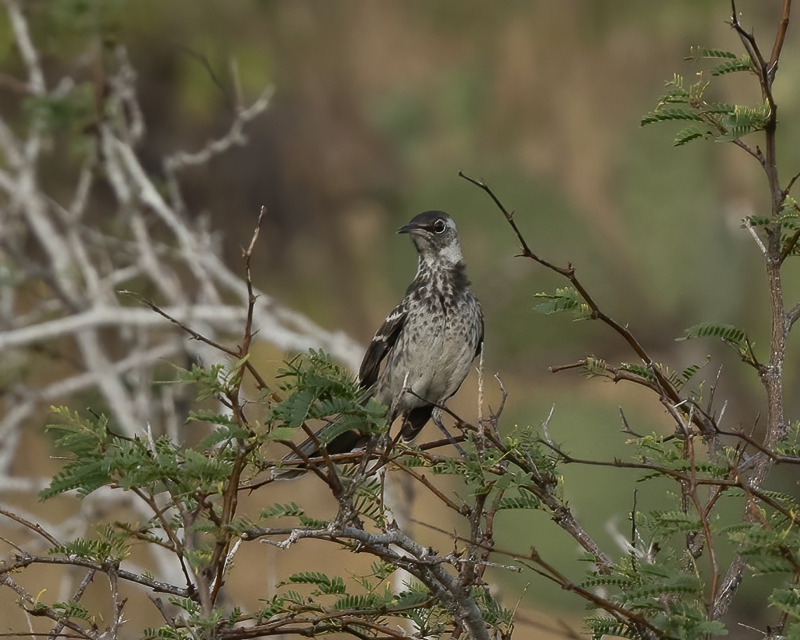 Floreana Mockingbird - Anthony Kaduck