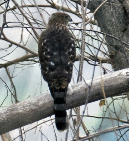 Cooper's Hawk - Craig Christensen