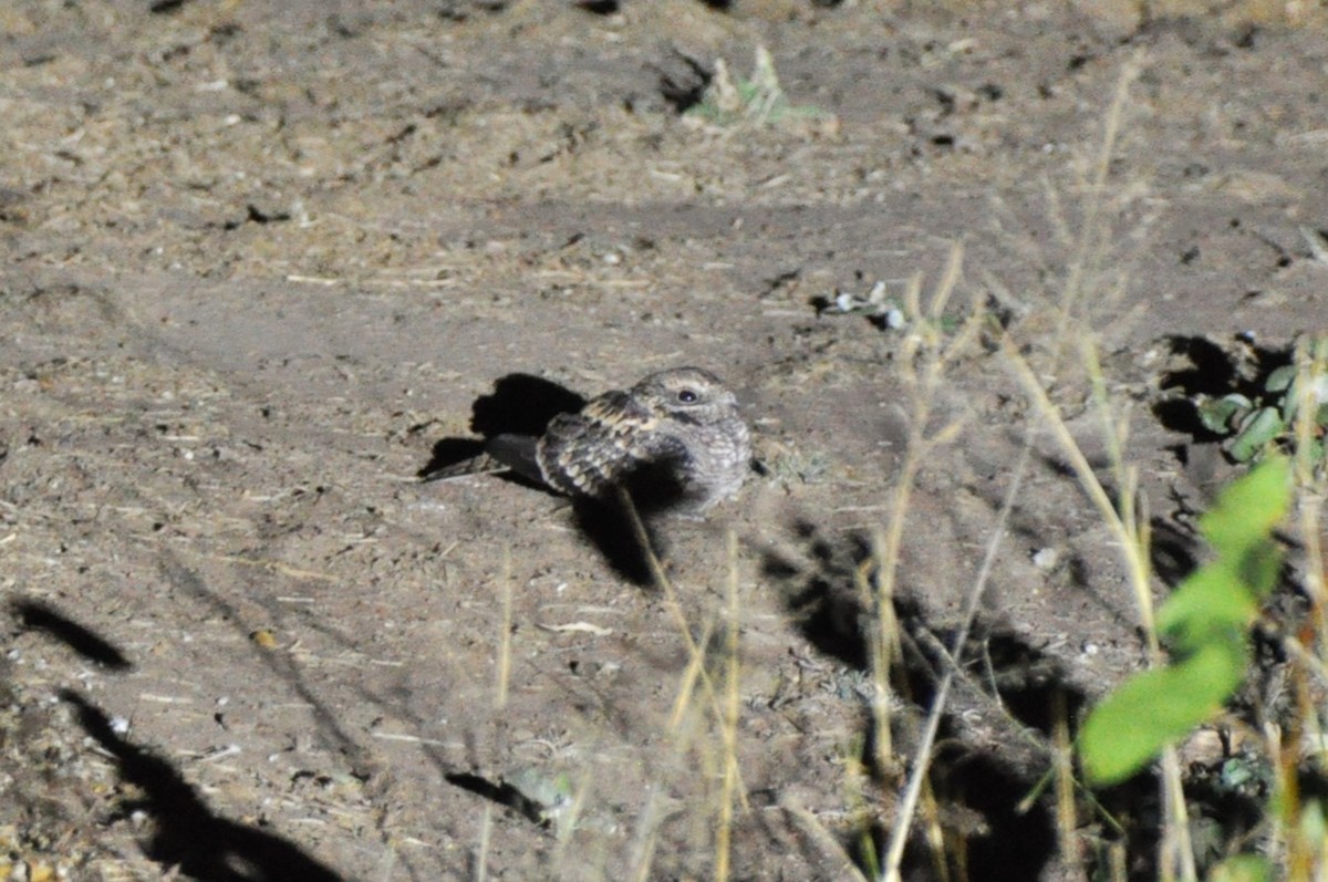 Square-tailed Nightjar - ML601300581