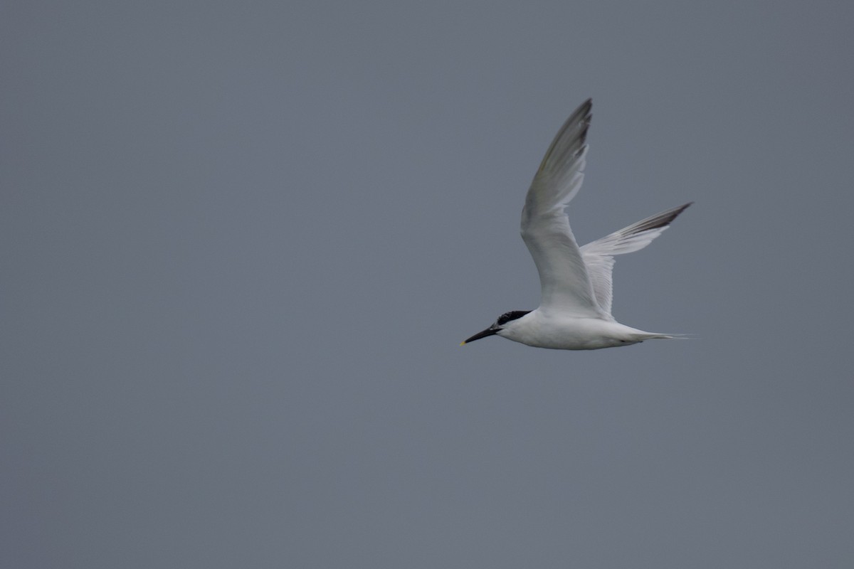 Sandwich Tern - ML601300631