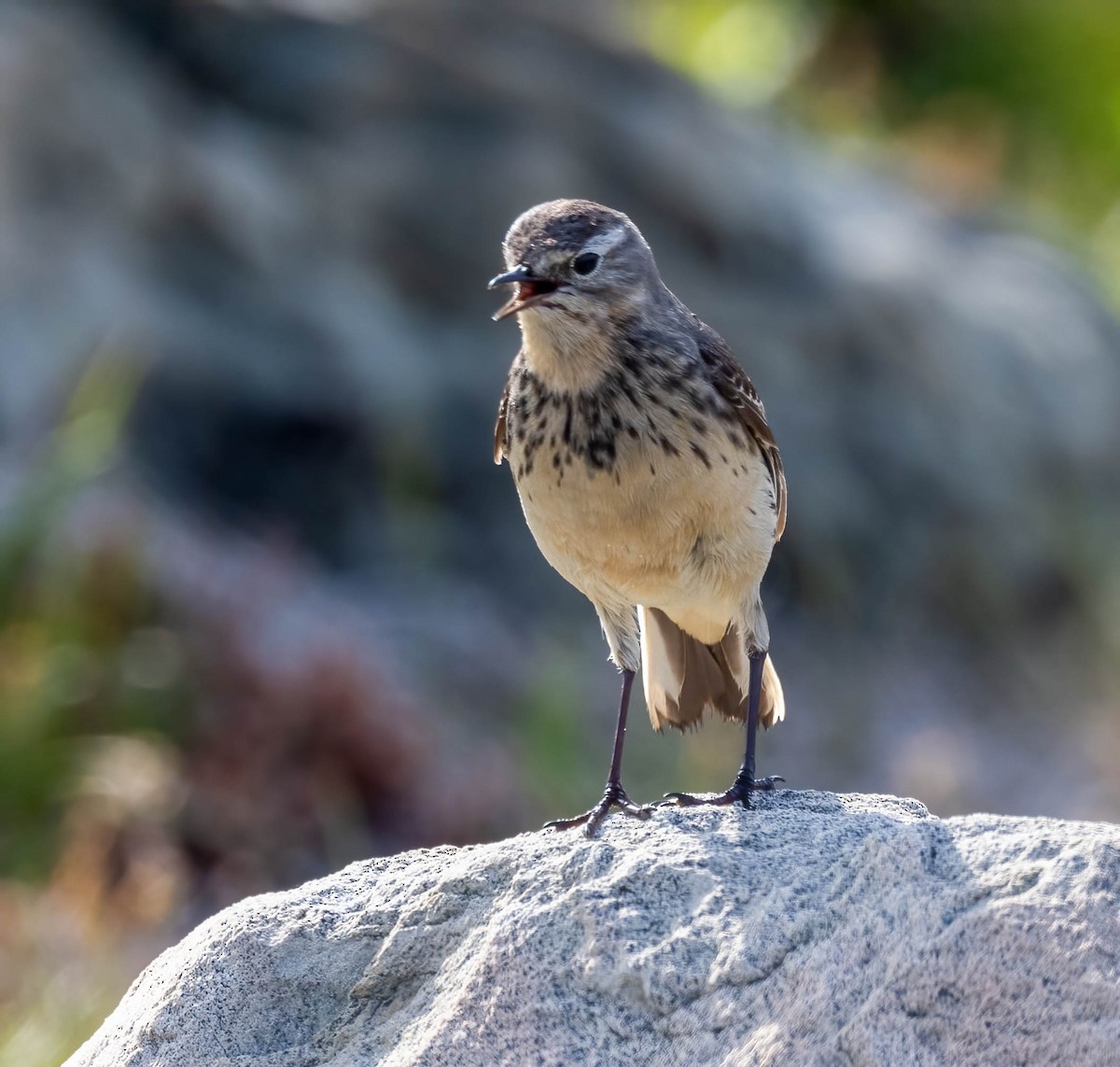 American Pipit - ML601301701