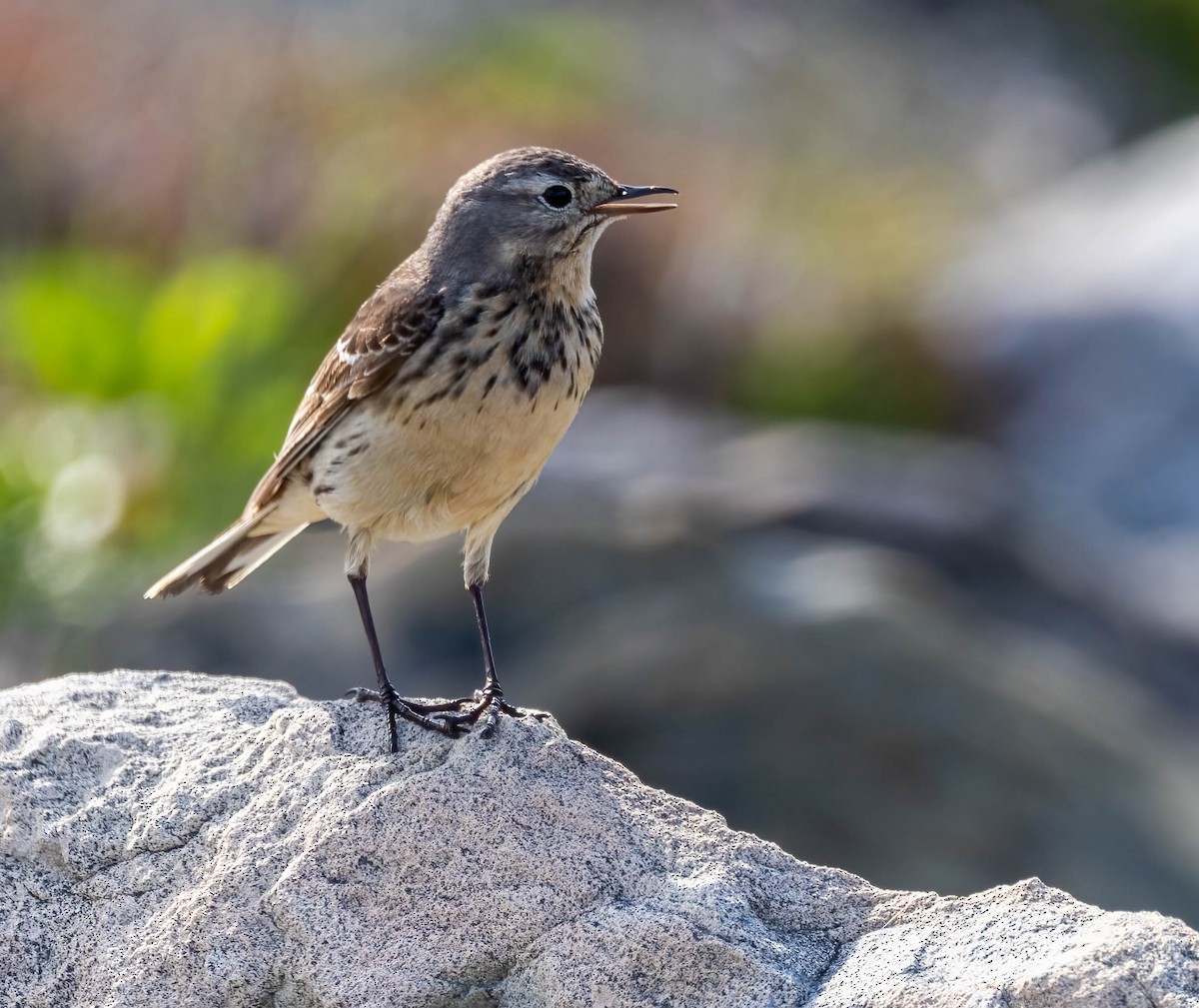 American Pipit - ML601301721