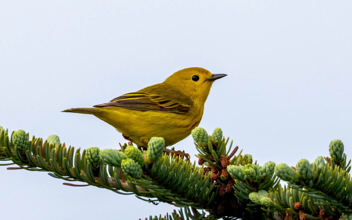 Yellow Warbler - ML601301811