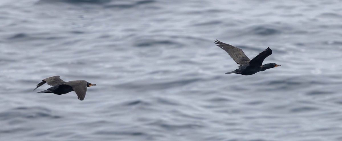 Double-crested Cormorant - ML601301901