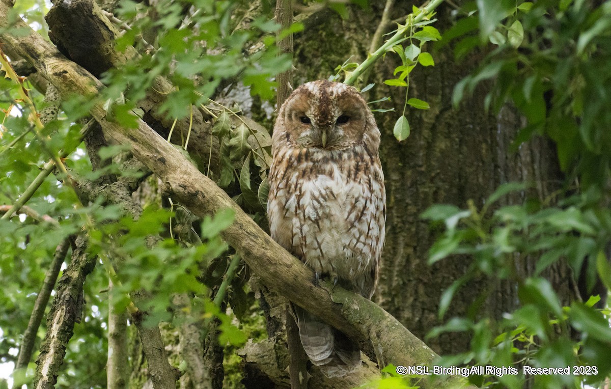 Tawny Owl - ML601302341