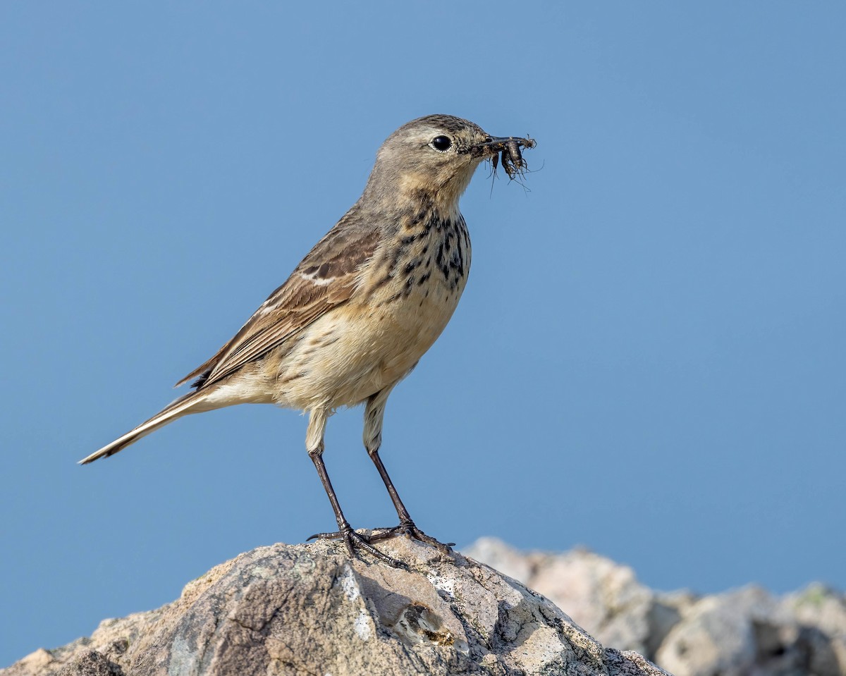 American Pipit - ML601302491