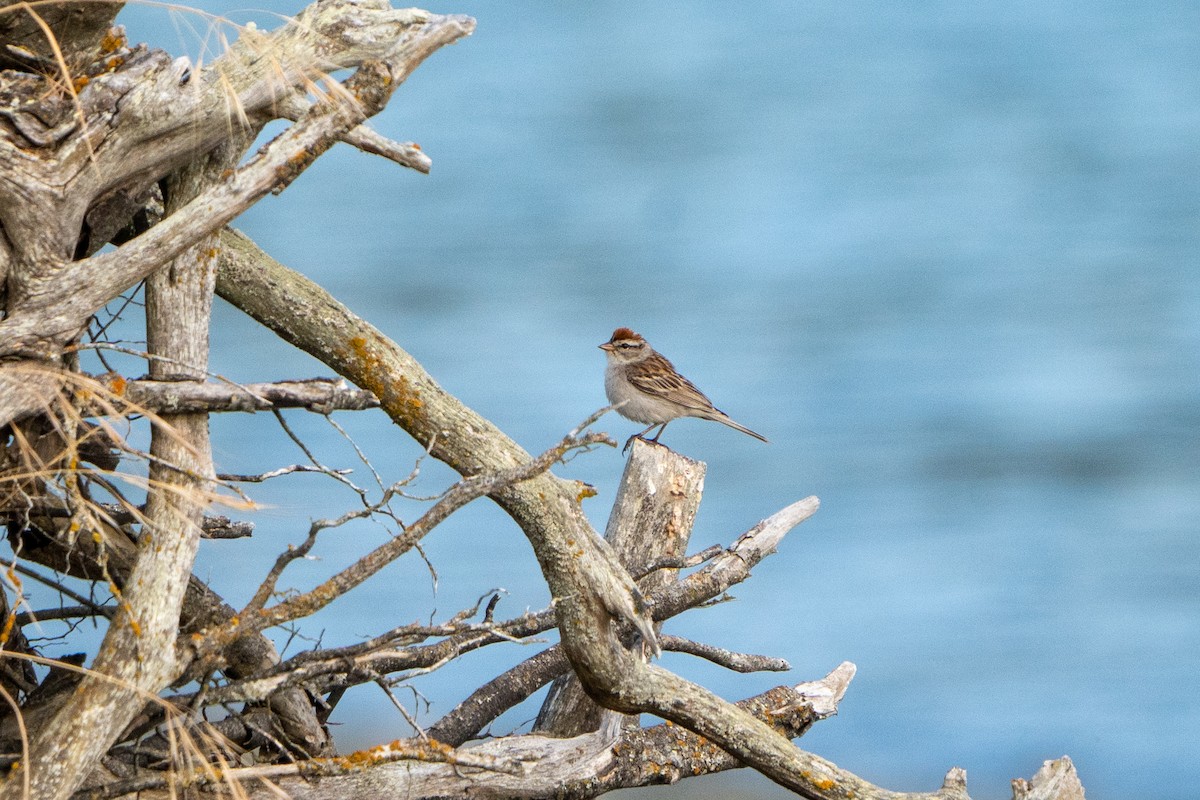 Chipping Sparrow - ML601302931