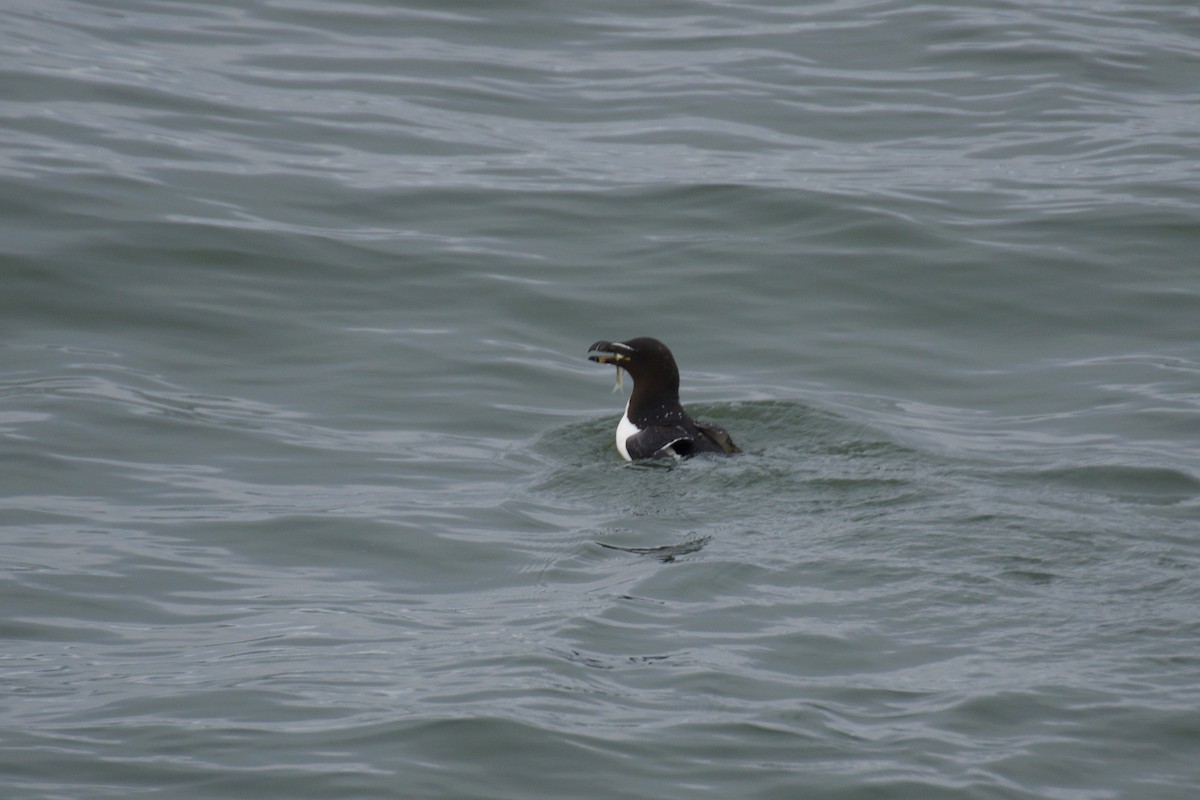 Razorbill - Ali Hassan