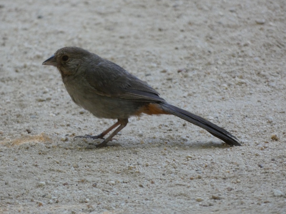 California Towhee - ML601303001