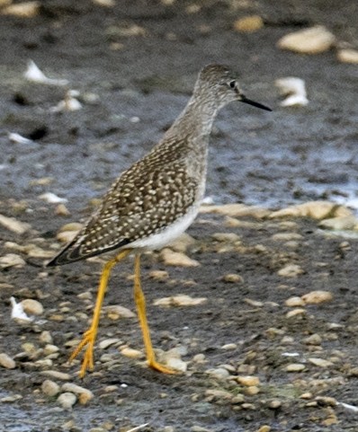 Lesser Yellowlegs - ML601303011