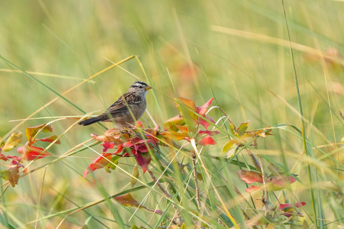 White-crowned Sparrow - ML601303021