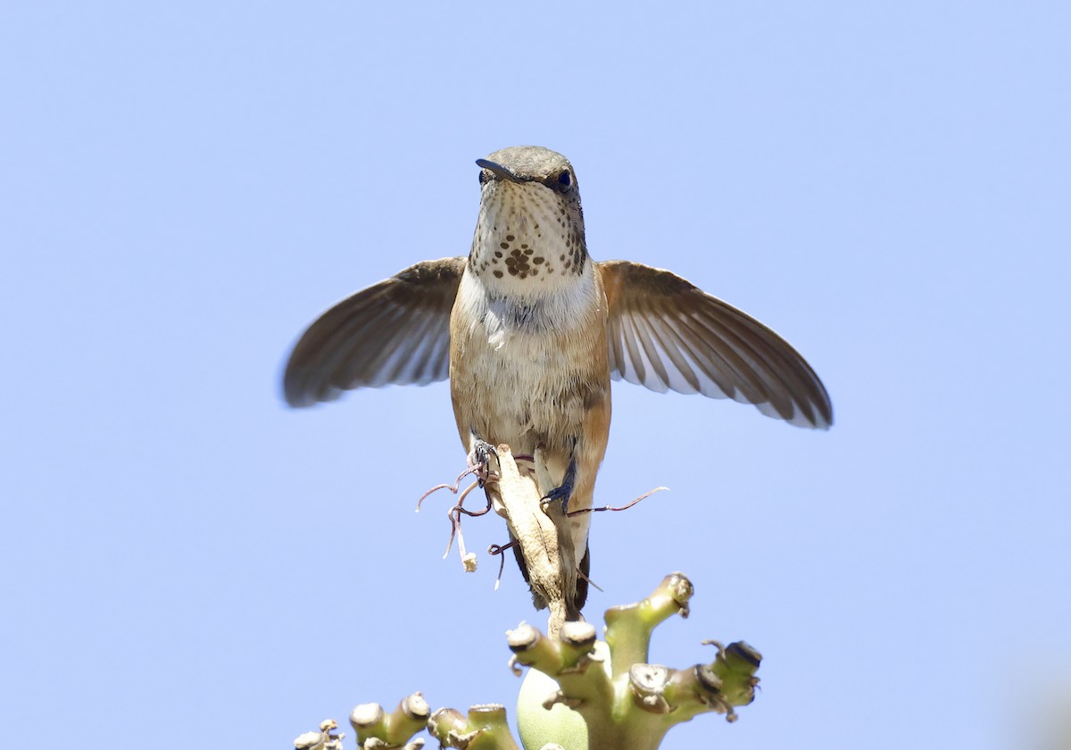 Kızıl Sırtlı Kolibri - ML601304291